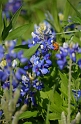 Kids_BlueBonnets_2012 (181)